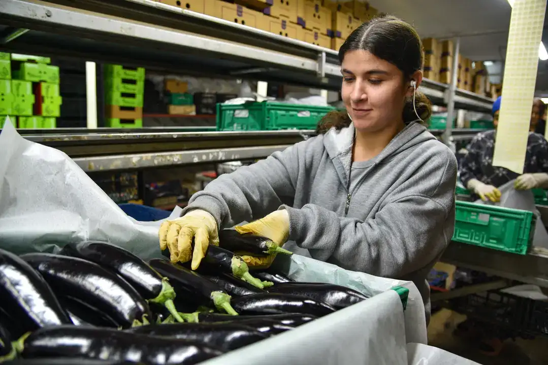 Antalya Hali 64 Ülkeyi Besliyor 2
